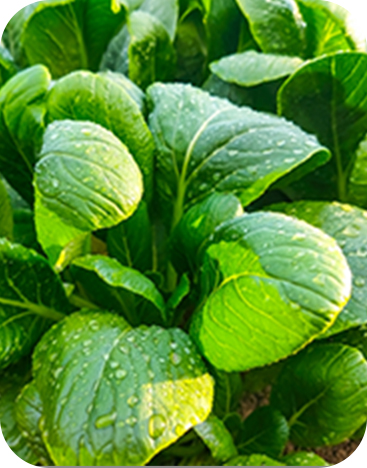 新鮮なオーガニック野菜の葉